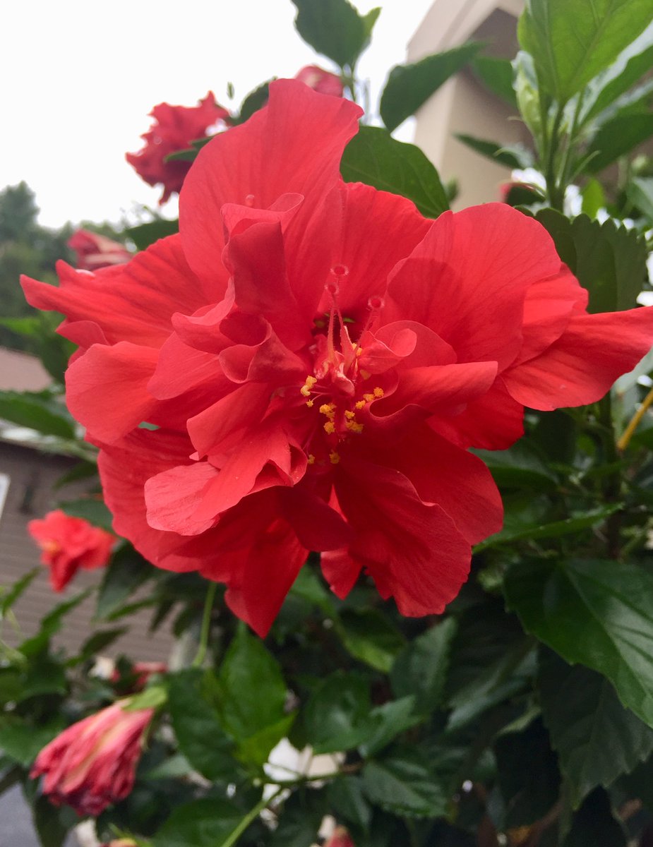 Weltrac's tweet photo. Hibiscus is one of my favorite flowers. I love this shade of cherry red too 🌺 amazing
#Augustdays 
#Augustdaysdwindle https://t.co/tPiVOLwLc8