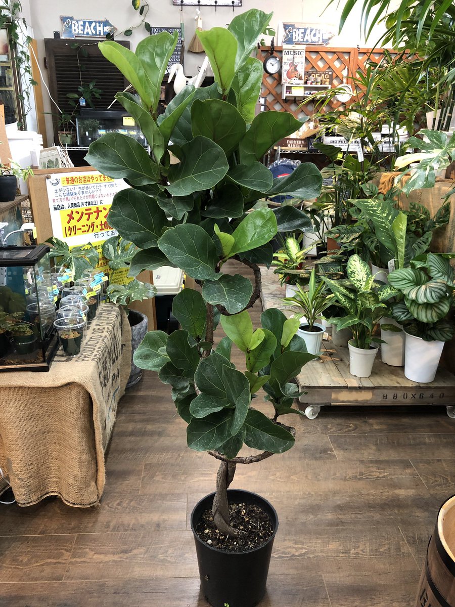フィカスリラータバンビーノ。 小さめサイズのカシワバゴムの木^_^ 幹