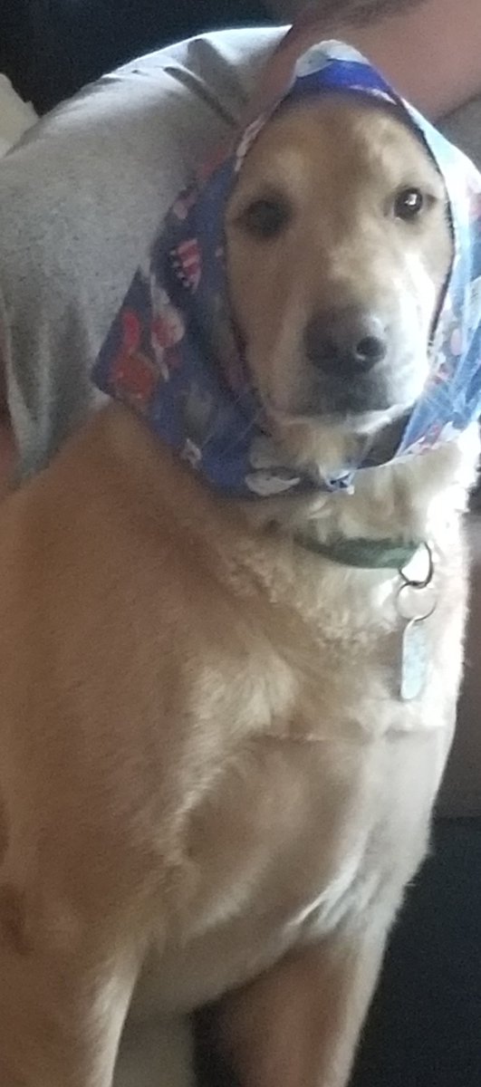 LisaRaab71's tweet photo. Happy 5th birthday to this goofball!  ❤🐾🐾 https://t.co/kHnHTzcr9L