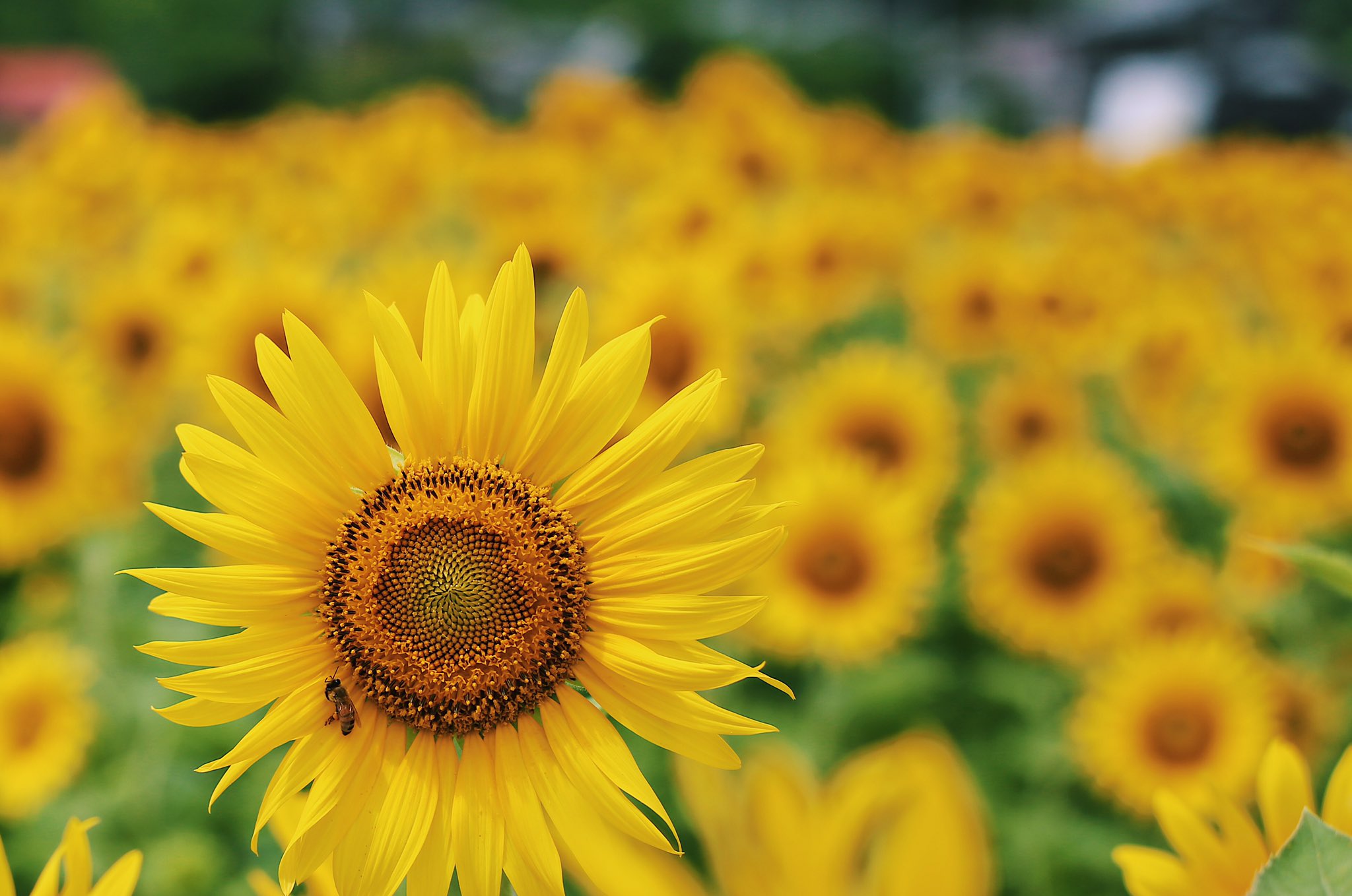 Twitter 上的 茨城県笠間市 満開のひまわり畑 夏の花といえば ひまわり ですよね 上市原地域環境保全の会のみなさんが管理しているひまわり畑が 見ごろを迎えています ひまわりを見て 目で夏を感じてみてはいかがでしょうか 場所 国道50号沿い上市原郵便