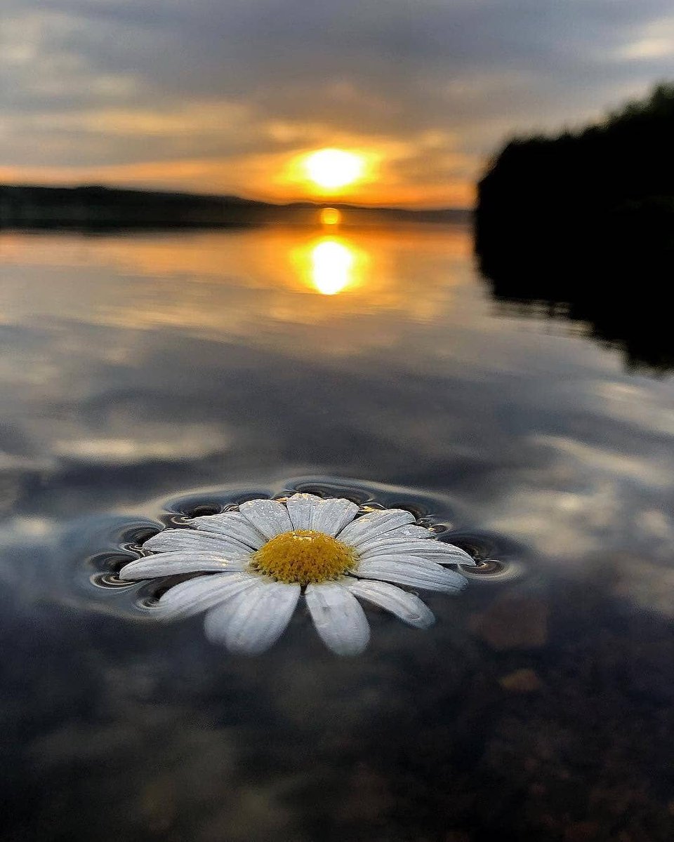 RiteBoss's tweet photo. #ThankfulThursday #ThursdayThirst #ThursdayThoughts
#ThursdayReads
#ThursdayFeelings
#LifeLessons #Mindset
#NaturePhotography #Nature
#naturaleza #Earth #Beauty
#GoClean #GoGreen #Adapt #GoSustain #Lifestyles
#EyeNature #Natural
#Flower that smells the sweetest is shy and lowly https://t.co/mgnKTW4ggz