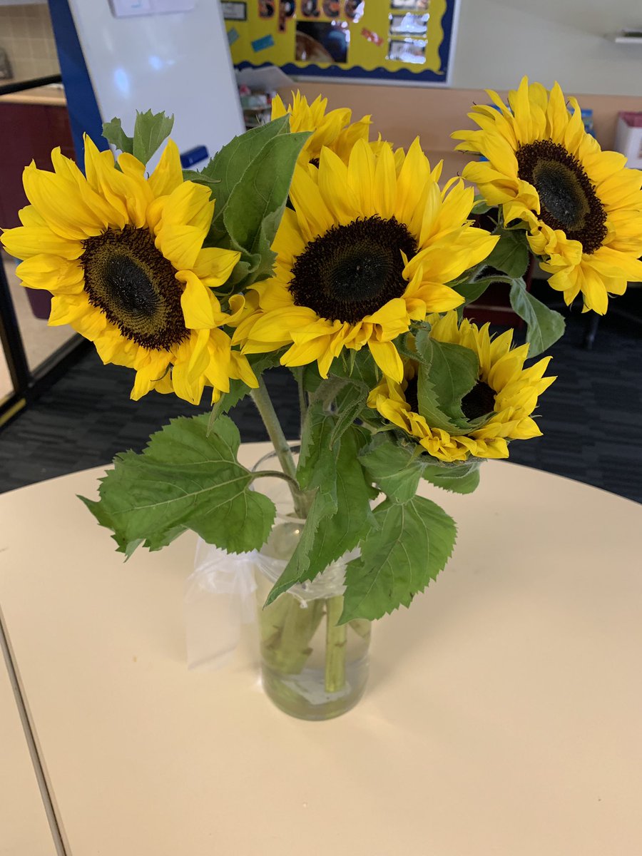 OliviaTrask23's tweet photo. When your teaching partner and students think you’re pretty special!!! 🌻🌻🍫🍫 ❤️❤️#LearningstOC @hollyphotiou @Year5AtOC https://t.co/L78lUKNkl5