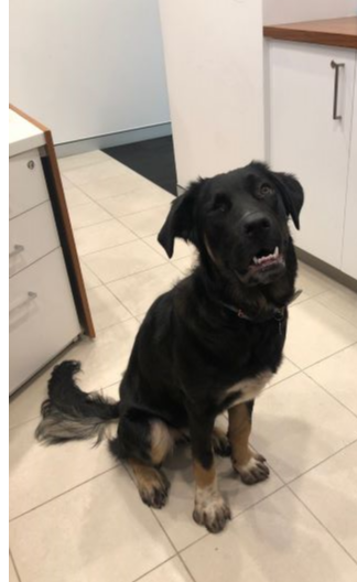CoxPurtell's tweet photo. Daily Haiku:
Dogs in the office
Make the day so much better
Where is Trinket pup?
πΆπΆπΆπΆ
@mialazzarini #dailyhaiku #officedoggo #goodboi #lifeatcp https://t.co/zGWZW5AFO9