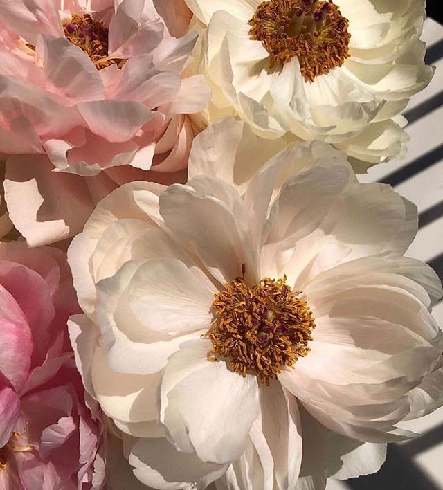 ogee's tweet photo. Bountiful beauty in botanicals. #GlowOrganic #FindYourFlower {via parisianamour} https://t.co/G3hZdKuVAB