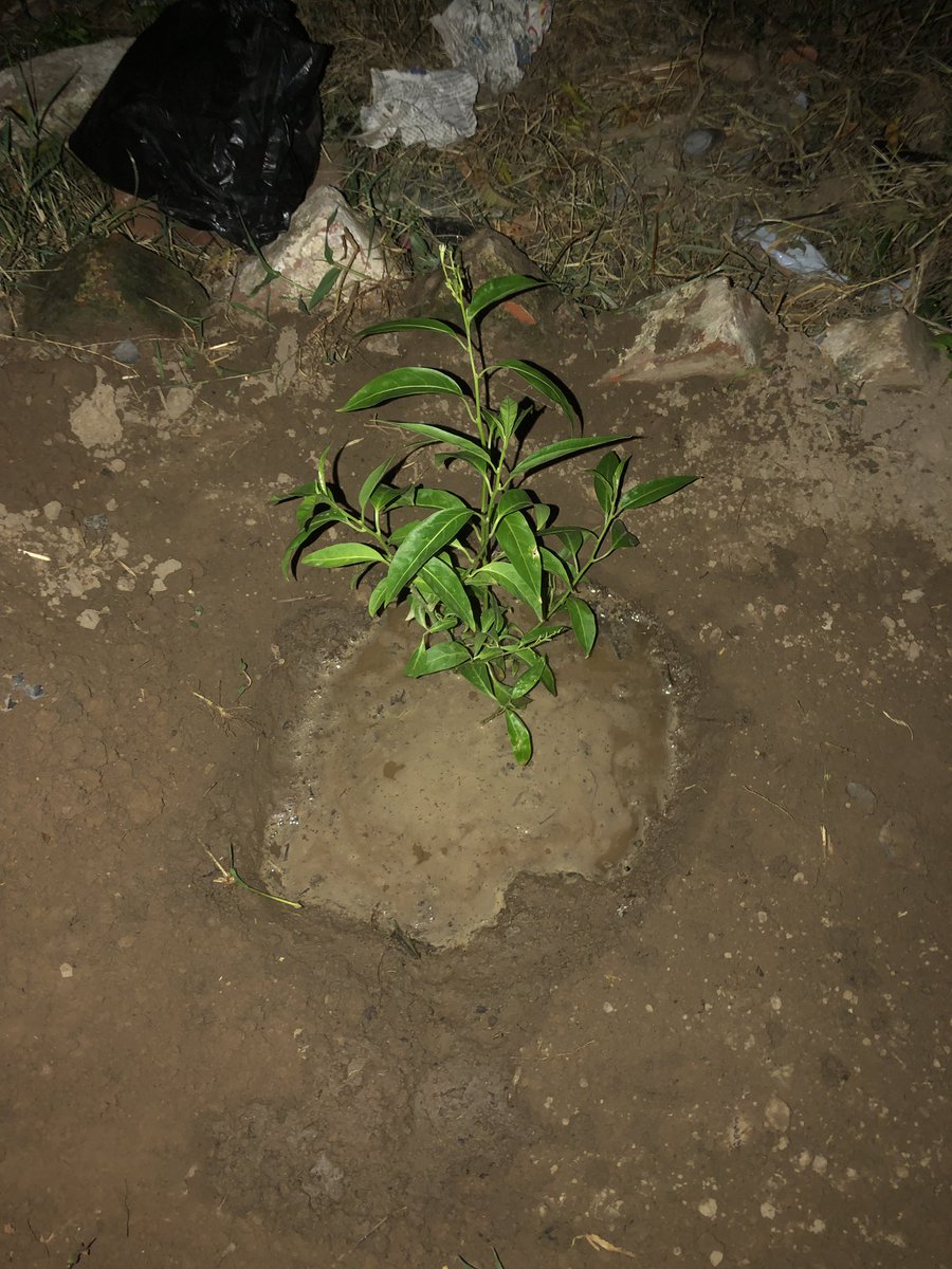 gupta2290's tweet photo. I planted these 2 trees https://t.co/8YCFnspXc3