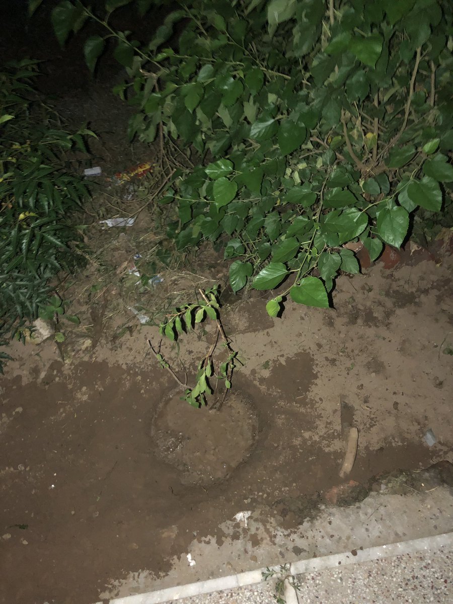 gupta2290's tweet photo. I planted these 2 trees https://t.co/8YCFnspXc3
