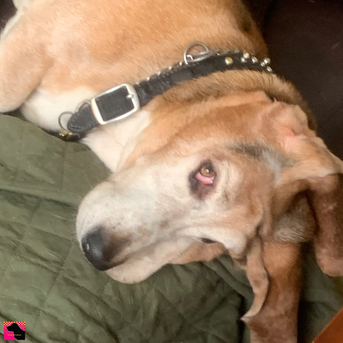 Day 2 of 7 of my 🐾 life.                  The rules: 1. No humans 2. No 
explanations 3. Challenge 1 person per day... I was challenged by <a href="/QuincyBasset/">QuincyBasset</a>  and I challenge <a href="/fredthebasset2/">❤️ Baby Fred the Waffle Loving Basset ❤️</a> ♥️