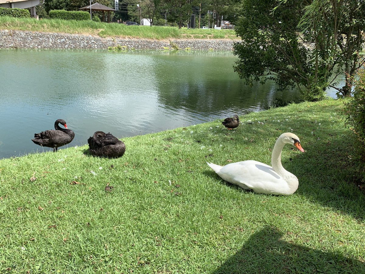 hidejii_sk8's tweet photo. 千波湖では、水戸黄門様と白鳥、黒鳥、SLデゴイチくんとあったよ
#inlineskates #filaskates #houdinievo https://t.co/XNeRulGCMJ