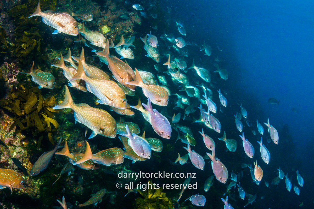 So how many snapper are there in this image?

Where would you see this many schooling snapper in NZ?

Marine reserve's work, it's a no brainer, more fish means more fish sex, more juvenile fish which settle around the coastline and leads to more adult fish. Poor Knights Islands.