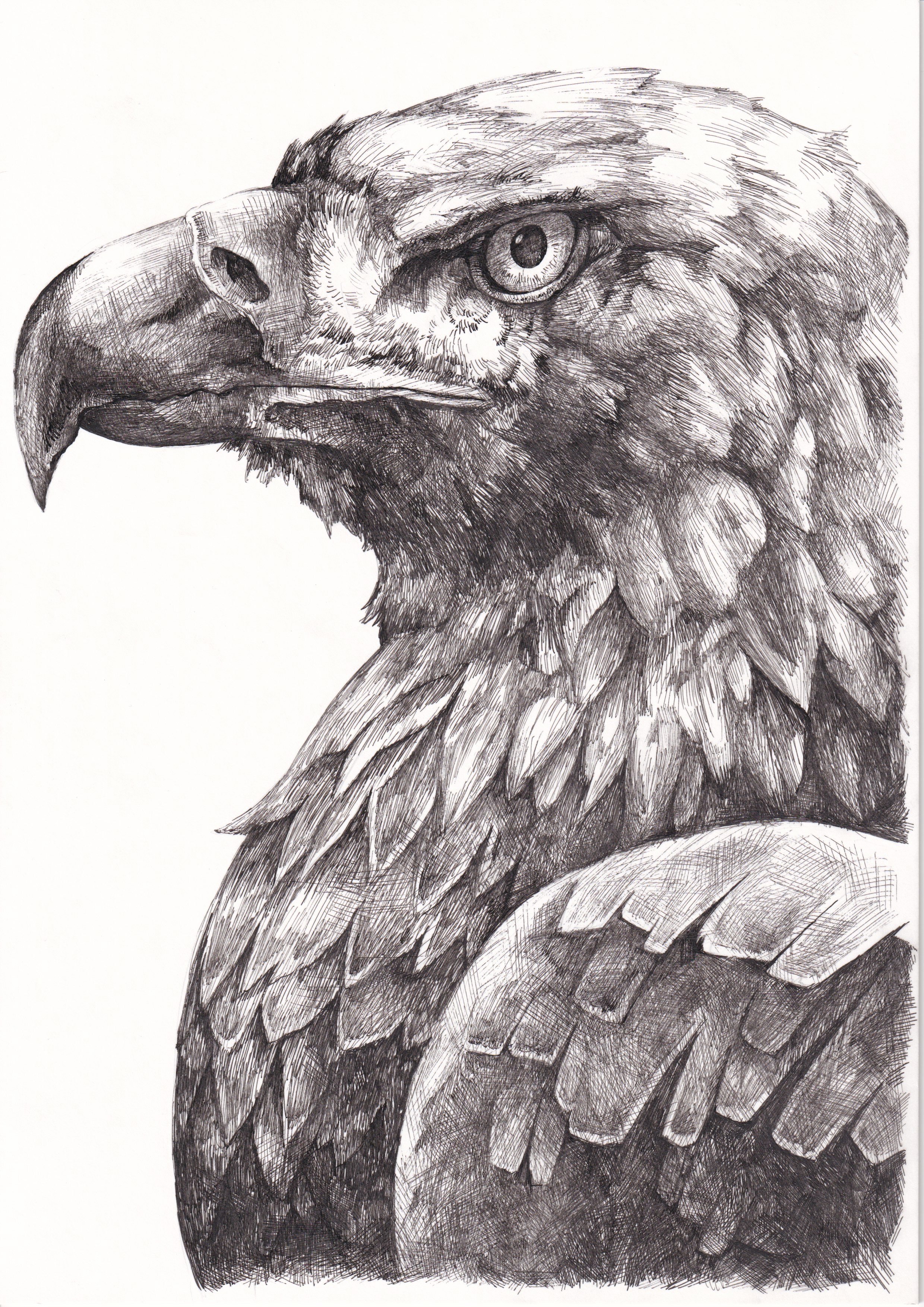 ボールペン鯨人ryo ペン画で鷹 右利きの人が描くキャラなり動物なりはだいたい左を向きがち だと思ったので昔からなるべく右を向かせて描くのを意識してきました そしたら自分の過去作品ほとんど右向いてる 逆に意識しすぎパターン だから今回は描き