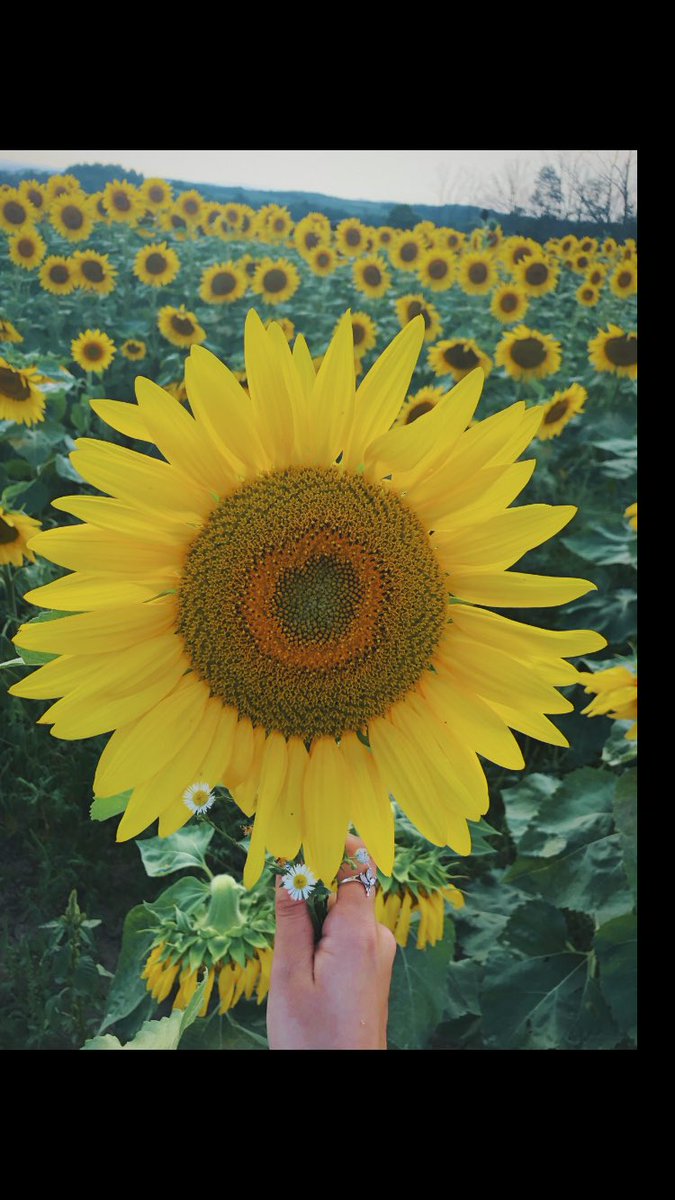 Mack_Simoson's tweet photo. Today was the best day ever 🌻💕 https://t.co/ewUXMKshq6