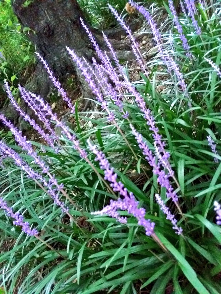 khss101's tweet image. 눈꼬리가 휘어서
초승달
너의 눈은...서럽다

몸집이 작아서
청사과
너의 모습은...안쓰럽다

짧은 대답이라서
저녁바람
너의 음성은...섭섭하다

그래도 네가 좋다.

☆느낌/나태주