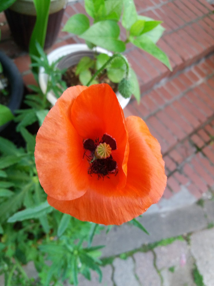 khss101's tweet image. 눈꼬리가 휘어서
초승달
너의 눈은...서럽다

몸집이 작아서
청사과
너의 모습은...안쓰럽다

짧은 대답이라서
저녁바람
너의 음성은...섭섭하다

그래도 네가 좋다.

☆느낌/나태주