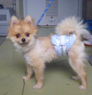 ポメラニアン犬 Twitter Search Twitter