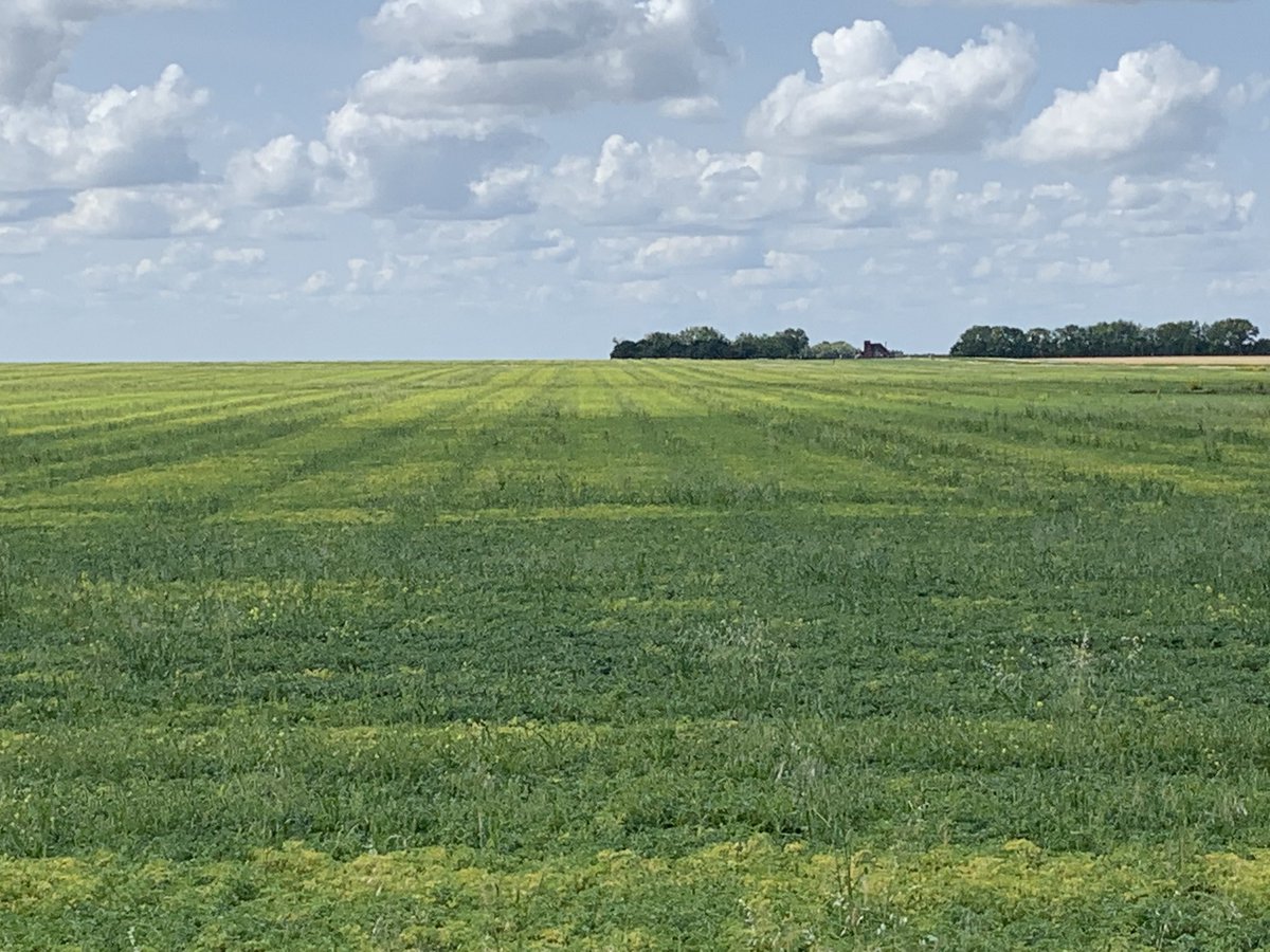 jgcdn2024's tweet photo. Chickpeas starting to finish, pod counts are very good and plants are pretty much disease free.  Great to be fungicide free. Increased Tk10 levels seem to help increased podding. #topkrop #v6agronomy #advancedag #warrenhanson #berylag https://t.co/AmxPYLAees