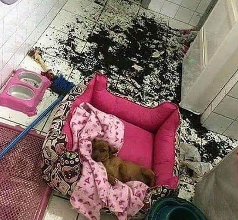 bengwings's tweet photo. o Sherlock depois que a bomba explode a casa dele https://t.co/ajYUHOK8Lk
