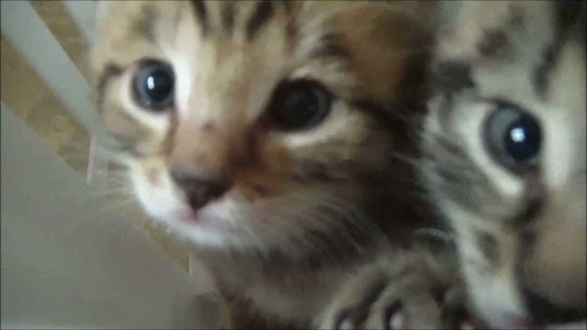 MeowMoeDotCom's tweet photo. "We are #Hungry!" #Cute ...
#Cats #Cat #Kittens #Kitten #Kitty #Pets #Pet #Meow #Moe #CuteCats #CuteCat #CuteKittens #CuteKitten #MeowMoe
#3WeekOld #4WeekOld #Adorable #Animal #Animals #Awww #Baby #Best #Cat #Cats #Chat
https://t.co/i7vmsVSOXK
. https://t.co/i5d9qoND6d