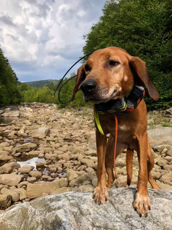 Britt_Jill_'s tweet photo. PLEASE SHARE!! A female redbone hound stolen tonight (Wednesday Aug 14) off of RT. 55 right inside of Warren Co between Strasburg and Front Royal. VA They threw her Garmin collars in the ditch. If you have any information please call Josh at 304-703-2123 or 724-998-5703. https://t.co/ZEQ9hKQIHo