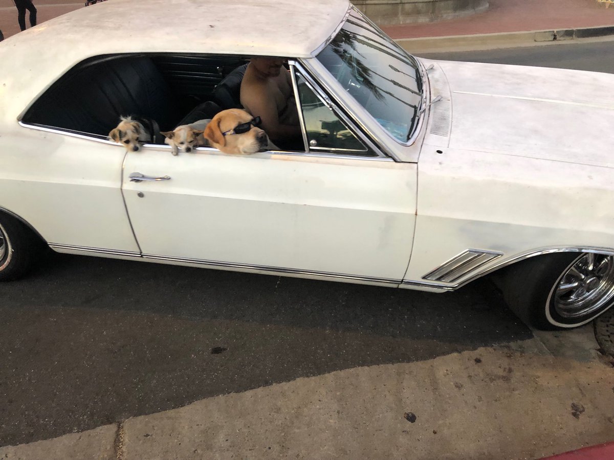 galpeg's tweet image. Cool dog!