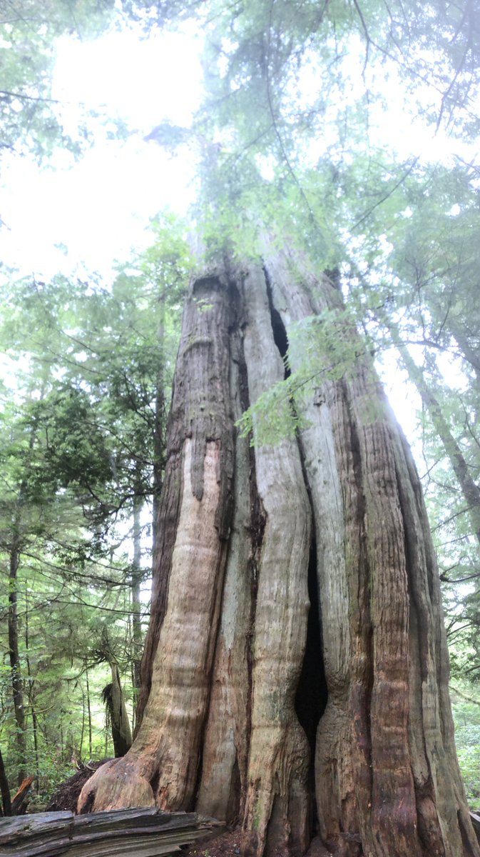 Wenn man die Natur ungehindert wachsen lässt #pacificrimnationalpark