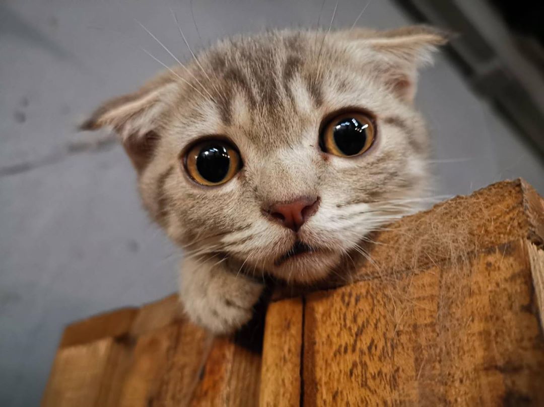 kittycatcafe's tweet photo. kittycatcafe
ป๋มเป็นสายแบ๊วฮะ 😎
#นมสด #ลูกแม่มอคค่า 
#KittyCatCafe #CatCafe #catlovers #cutecat #Bangkok #Thailand https://t.co/Nq9uhQE7Ip