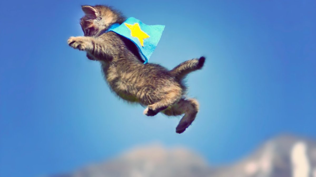 MeowMoeDotCom's tweet photo. #Cute #Kittens #Fly IN #Slow #Motion! ...
#Cats #Cat #Kittens #Kitten #Kitty #Pets #Pet #Meow #Moe #CuteCats #CuteCat #CuteKittens #CuteKitten #MeowMoe
#Adorable #Ahmt #Air #Baby #Bonitinho #Cat #Cats #Chimpanzang #CuteCatsVideos
https://t.co/gv0iJTUE9H
. https://t.co/ITUBtCRAWA
