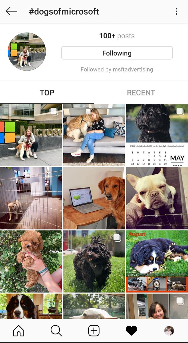 ChloeCondon's tweet image. Ok wow of you're not following the #dogsofmicrosoft hashtag on @instagram you're truly not living 🙌🤩😭