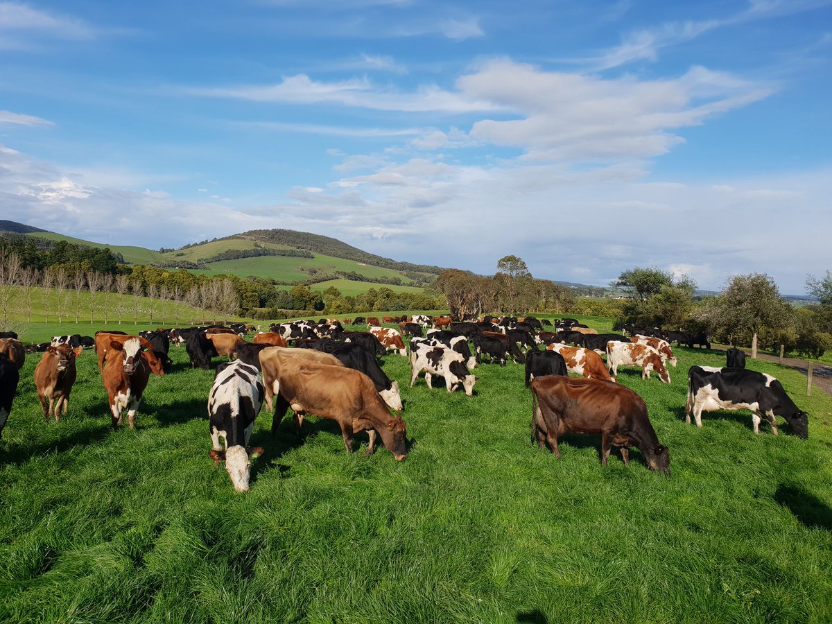 Scientific research has assisted Au  farmers reduce methane emissions/Lt of milk by 40% in the last 30yrs. #ScienceWeek <a href="/ScienceAU/">Science & Technology Australia</a> #ScienceinAg