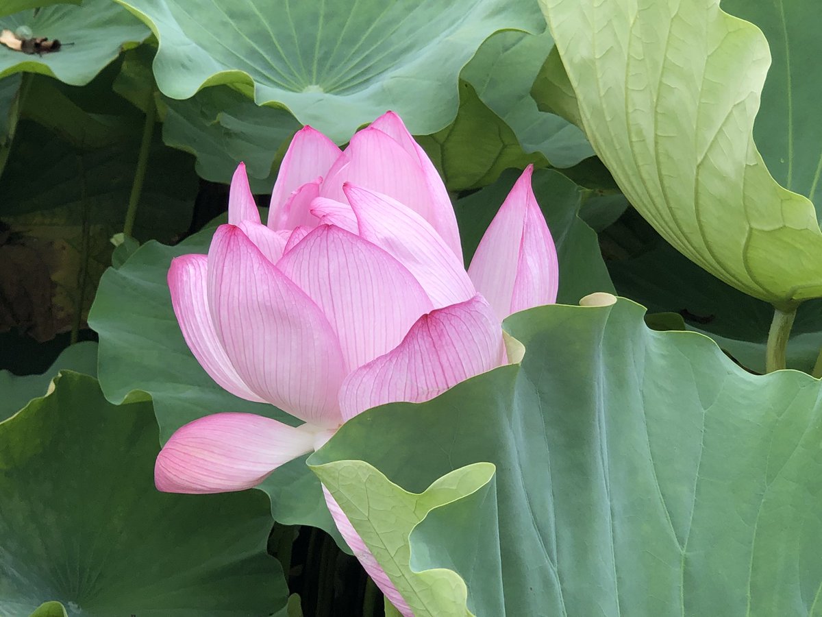 alienmare's tweet image. 