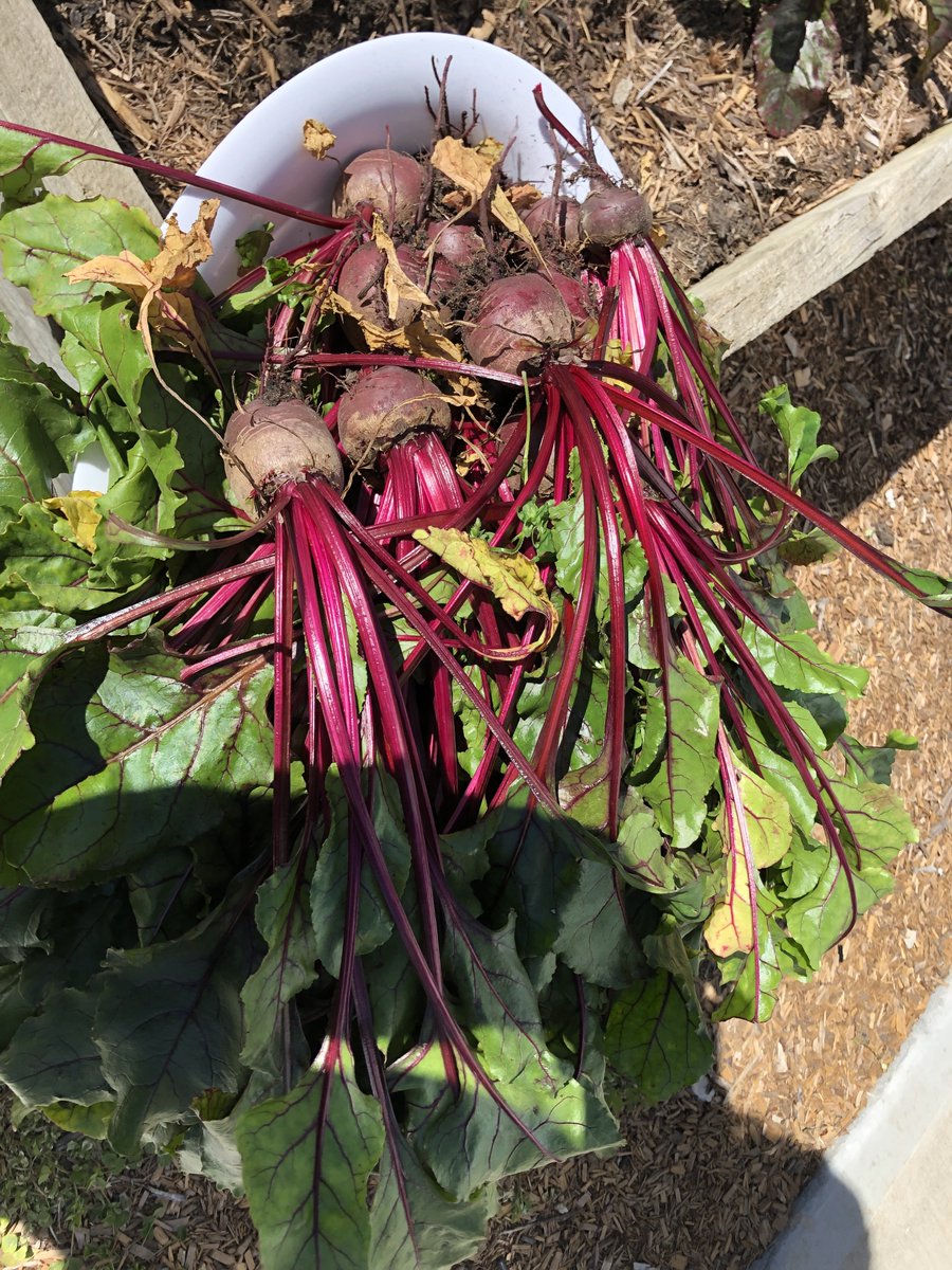 "Winter Harvest; what meal can you create with betroot?" <a href="/Delany_College/">Delany College</a>