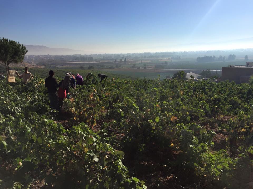 #chateaustthomasharvest2019 #harvest2019 @ChateauStThomas #chardonnay #sauvignonblanc #bekaa #Lebanon #lebanesewines