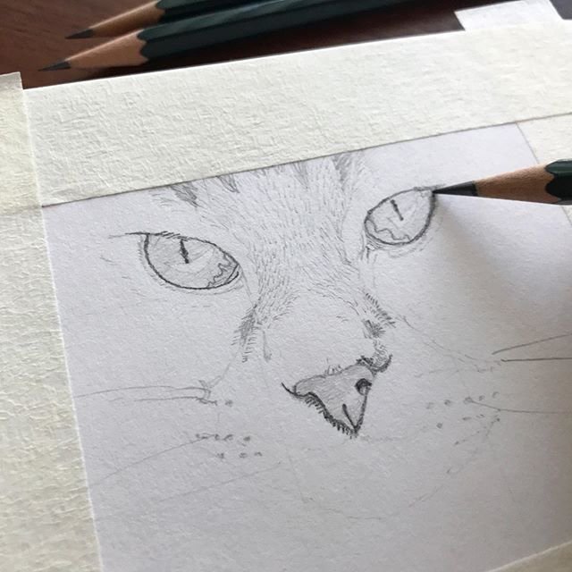 Made a little progress..... it is so tough to draw cat fur !! 🙆‍♀️ #catdrawing  #graphitedrawing #cat #petportrait #animalartists #catface