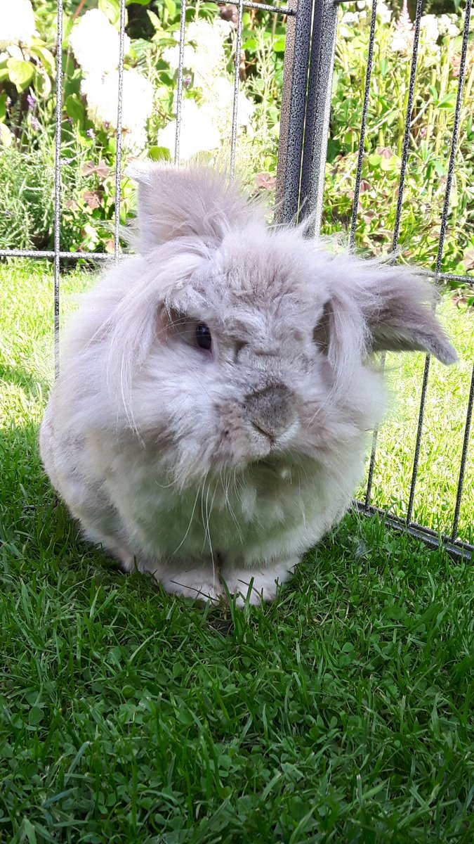 AbsurdScrawl's tweet photo. Good morning from #RupertRabbit https://t.co/yiOqBTCywG