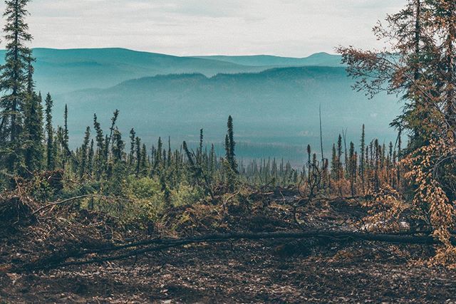 CreativeNorthTV's tweet photo. The whole valley burnt down. Was still going when I left Yukon. In one place it jumped from mainland to about 150m on an island. Crazy how quickly it can spread! Wondering were the grizzlies will go since one of their territories was burnt down. https://t.co/JgW6GvuxHs https://t.co/cN1AkNwg9m