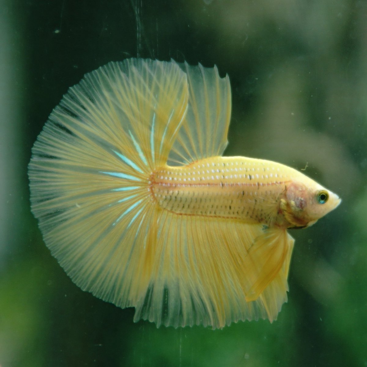 BettamartId's tweet photo. Yellow Halfmoon
Size M
Loc. Berbah, Sleman, Yogyakarta
Sudah Teradopsi
#internationalbettacongress #bettaaddict
#bettashop #bettahalfmoon #bettadaily #bettaeurope #bettasofig #bettasingapore #betta #bettafish #bettasplendens #redhalfmoon
#halfmoonbetta #cupangsultan https://t.co/eS9538O1L8