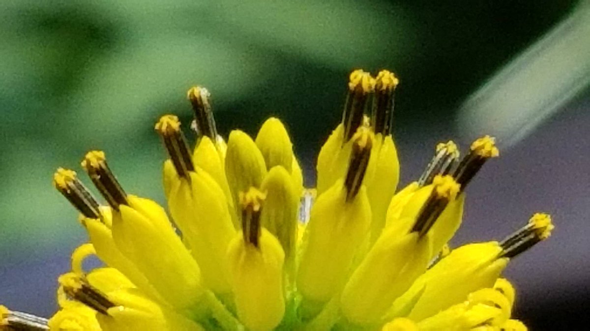 yzbekO's tweet photo. 🌼 ハチミツソウ 🌼
庭に蜂蜜草が咲いた ♪
果実に羽があるので ♪♪
別名ハネミギク(羽実菊) ♪♪♪
・
#花 #flower
#ハチミツソウ
#蜂蜜草
#ハネミギク
#羽実菊
#VerbesinaAlternifolia
#Wingstem
#キク科キク亜科ハチミツソウ属
#flowerphoto
#macrophoto https://t.co/aKQ7iBBpe9