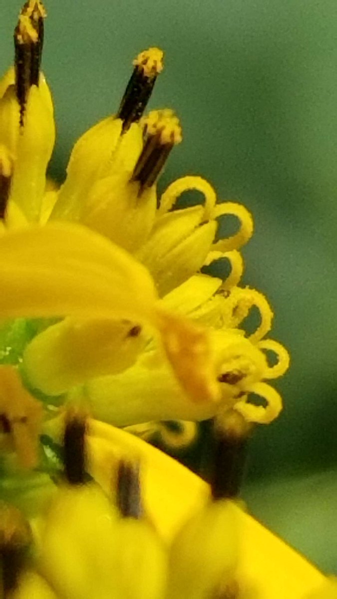 yzbekO's tweet photo. 🌼 ハチミツソウ 🌼
庭に蜂蜜草が咲いた ♪
果実に羽があるので ♪♪
別名ハネミギク(羽実菊) ♪♪♪
・
#花 #flower
#ハチミツソウ
#蜂蜜草
#ハネミギク
#羽実菊
#VerbesinaAlternifolia
#Wingstem
#キク科キク亜科ハチミツソウ属
#flowerphoto
#macrophoto https://t.co/aKQ7iBBpe9