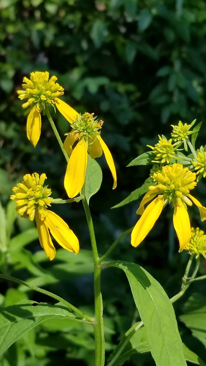 yzbekO's tweet photo. 🌼 ハチミツソウ 🌼
庭に蜂蜜草が咲いた ♪
果実に羽があるので ♪♪
別名ハネミギク(羽実菊) ♪♪♪
・
#花 #flower
#ハチミツソウ
#蜂蜜草
#ハネミギク
#羽実菊
#VerbesinaAlternifolia
#Wingstem
#キク科キク亜科ハチミツソウ属
#flowerphoto
#macrophoto https://t.co/aKQ7iBBpe9