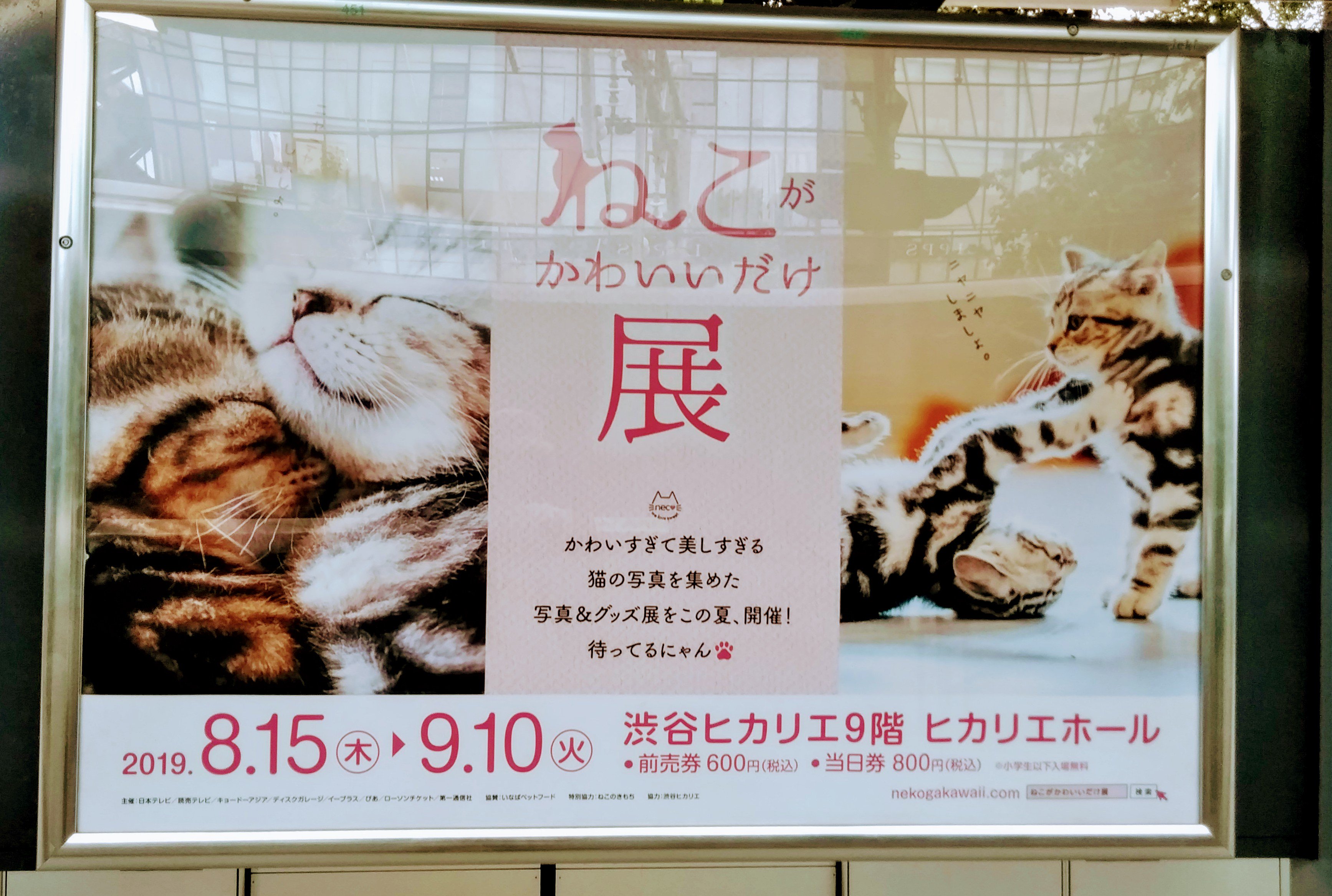 渋谷も犬よりねこなのね ねこがかわいいだけ展 渋谷 ヒカリエ ハチ公 前で待ち合わせニャン Pic Tw 19 08 13 神楽坂ねこの郵便局というなまえのお店 渋谷も犬よりねこなのね ねこがかわいいだけ展 渋谷 ヒカリエ ハチ公 前で待ち合わせニャン Pic Tw 19 08 13 神楽坂ねこの郵便局というなまえのお店