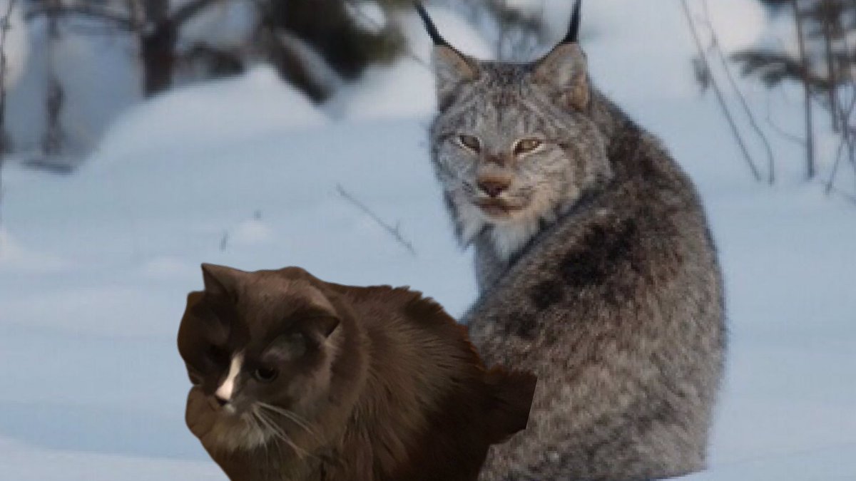 DoInkTweets's tweet photo. RT @mzmjmac26: Wild! My “little lynx” with a lynx. My green screen skills could use some work but a fun first attmpt. 😂 @DoInkTweets #greenscreenapp #lynx #imreallythiscool https://t.co/WCqtXE2ZF8 #doink #greenscreen #everyonecancreate