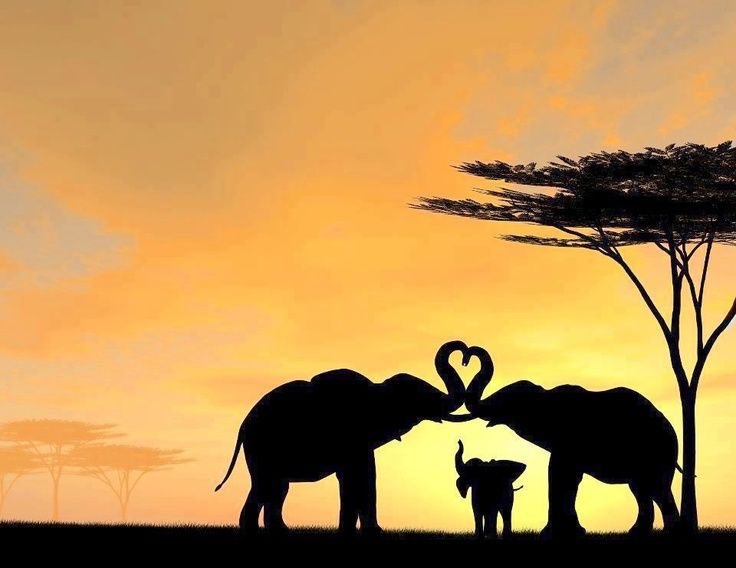 ohnakedsoul's tweet photo. Love is that one feeling that can be shared among all that exist. The more you give, the more it reciprocates. Love loves to be loved. Every one loves love! — Teresa DeJesus 
Happy International Elephant Day 🐘🐘
#ilovelephants
@ohnakedsoul https://t.co/sCKUsZjhBa