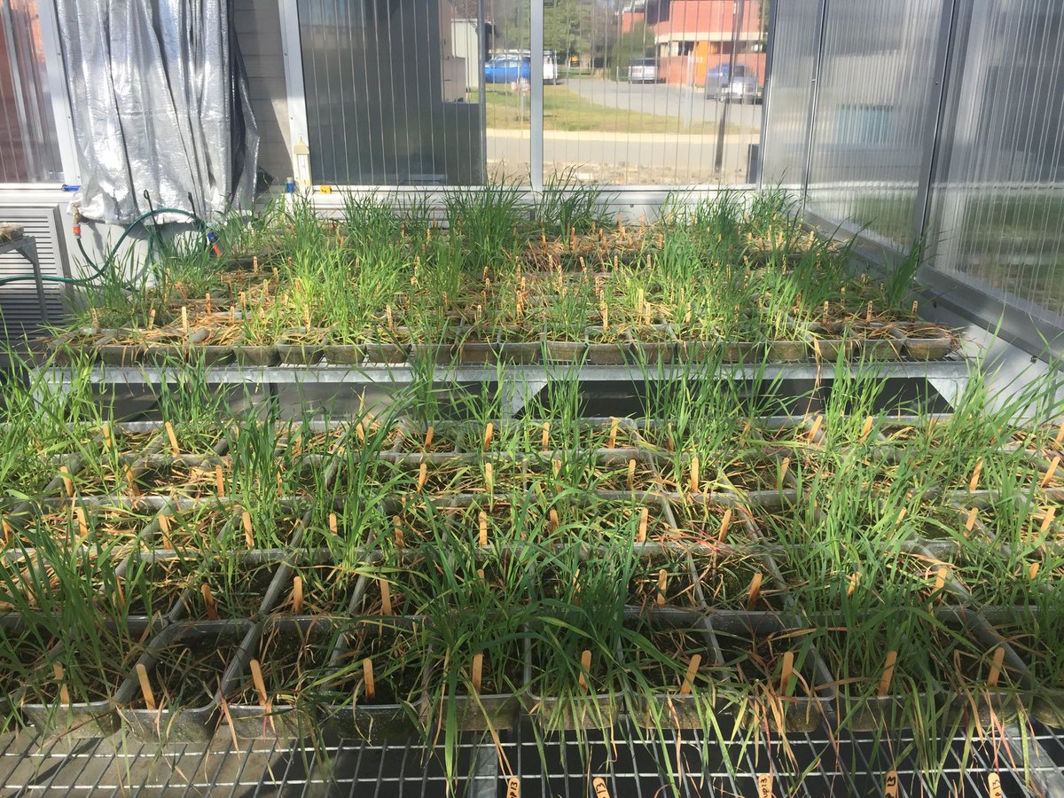 JohnCBroster's tweet photo. Wild oats from the 2018 south west slopes herbicide resistance survey are nearly ready to assess.  Clethodim looking okay, only live plants are from our known resistant, clodinafop not so good. #herbicideresistance https://t.co/fWuVtDAnY0
