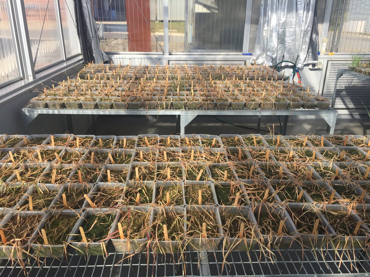 JohnCBroster's tweet photo. Wild oats from the 2018 south west slopes herbicide resistance survey are nearly ready to assess.  Clethodim looking okay, only live plants are from our known resistant, clodinafop not so good. #herbicideresistance https://t.co/fWuVtDAnY0