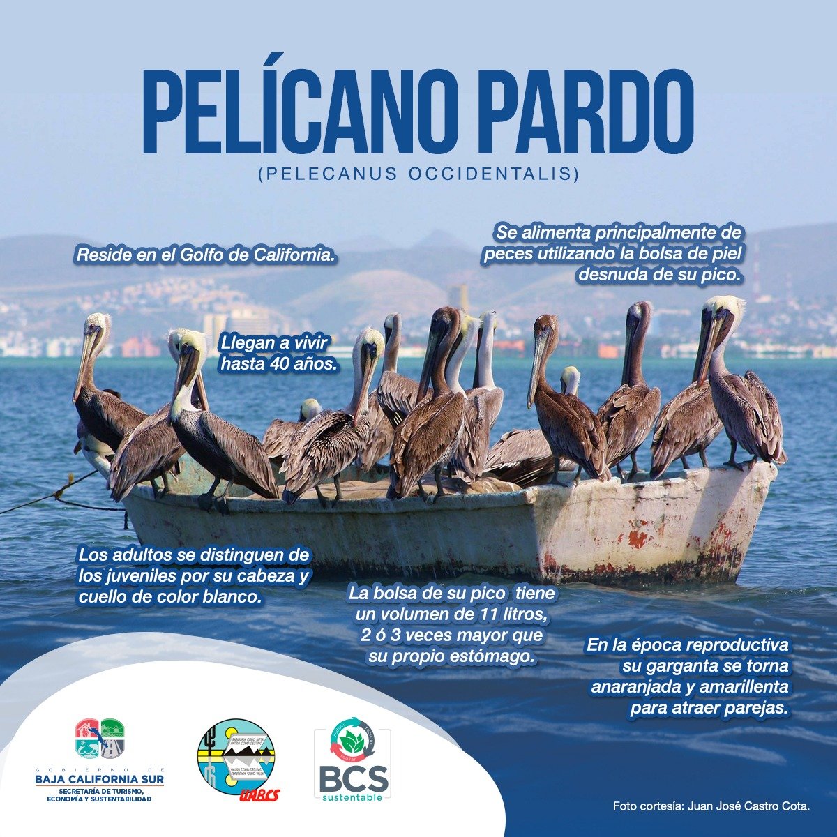 UABCSoficial's tweet photo. Conoce más sobre la #FaUnABCS. Esta semana te presentamos al singular #PelícanoPardo https://t.co/L4avmu8NFj