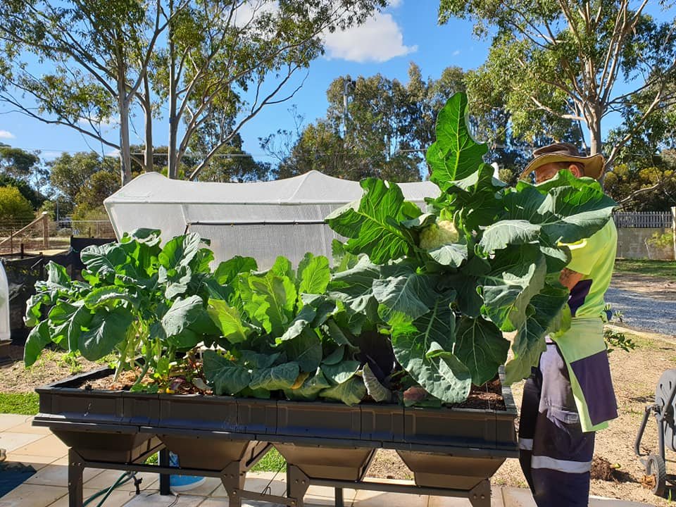 vegepod's tweet image. Wow our 1st Cauliflower in our Vegepod and the floreats weighed 1.4kgs 😁😁😁😁.
We did great babe @TonyMazzeo

Large Vegepod on Stand - Perth, Australia

Reposting Emma Freedman from the Vegepod Owners FB page

#Podtoplate #homeharvest #patchtoplate #harvest #goodfood #fresh