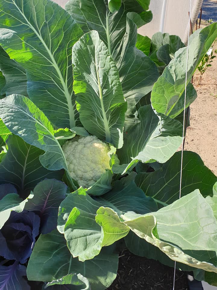vegepod's tweet image. Wow our 1st Cauliflower in our Vegepod and the floreats weighed 1.4kgs 😁😁😁😁.
We did great babe @TonyMazzeo

Large Vegepod on Stand - Perth, Australia

Reposting Emma Freedman from the Vegepod Owners FB page

#Podtoplate #homeharvest #patchtoplate #harvest #goodfood #fresh