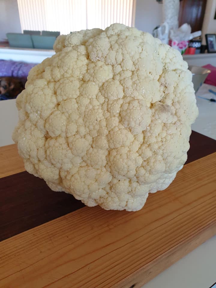 vegepod's tweet image. Wow our 1st Cauliflower in our Vegepod and the floreats weighed 1.4kgs 😁😁😁😁.
We did great babe @TonyMazzeo

Large Vegepod on Stand - Perth, Australia

Reposting Emma Freedman from the Vegepod Owners FB page

#Podtoplate #homeharvest #patchtoplate #harvest #goodfood #fresh