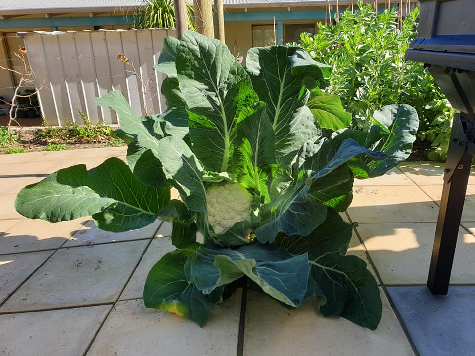 vegepod's tweet image. Wow our 1st Cauliflower in our Vegepod and the floreats weighed 1.4kgs 😁😁😁😁.
We did great babe @TonyMazzeo

Large Vegepod on Stand - Perth, Australia

Reposting Emma Freedman from the Vegepod Owners FB page

#Podtoplate #homeharvest #patchtoplate #harvest #goodfood #fresh