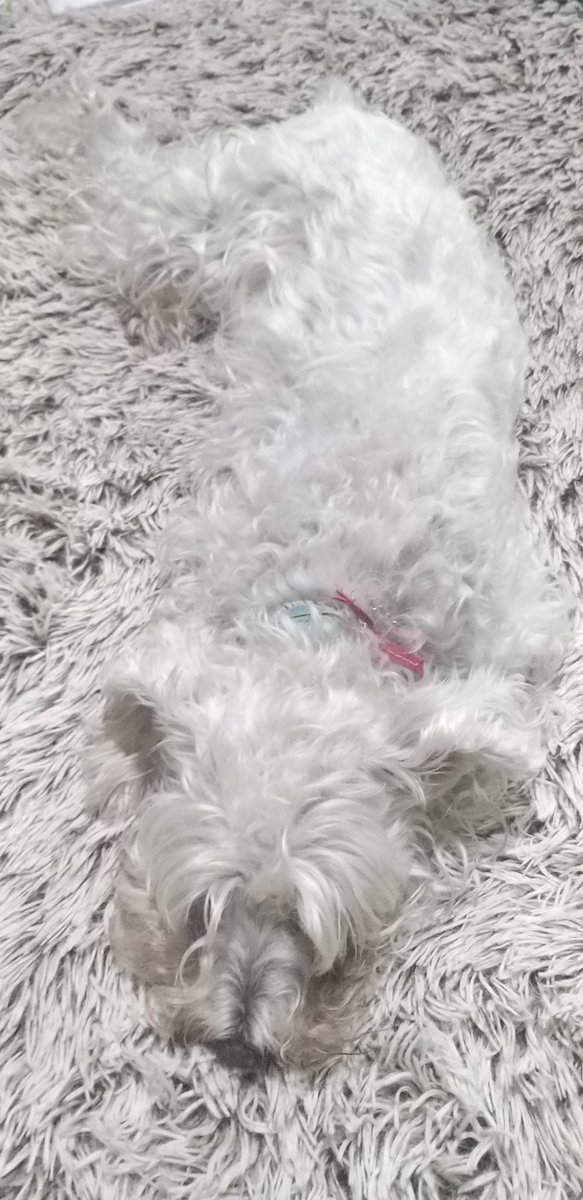 PilaRsRo's tweet photo. Nunca les.ha pasado que su perro es un experto en camuflaje¡ #family #doggy #ontabebe https://t.co/WuwtNqd7oX