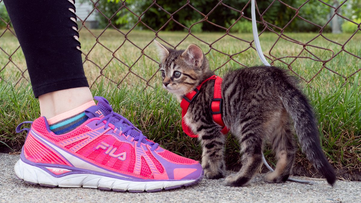 OnionPuff's tweet photo. On a walk with my hooman. 

#cats #dogs #adventurecat #adventurecatintraining #fila #filaexplore #adidas #gucci #nike #nikeshoes #vans #shoes #dogsoftwitter #catsoftwitter #hazelpark #ellendegeneres https://t.co/Pq4TAYovot